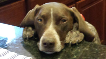 Ruby, a client’s dog